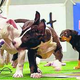 Illustration for article titled Your Puppy Bowl Recap